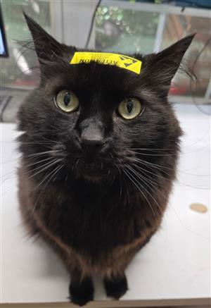 Mr Cat